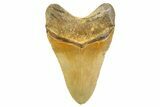 Fossil Megalodon Tooth - North Carolina #257763-2